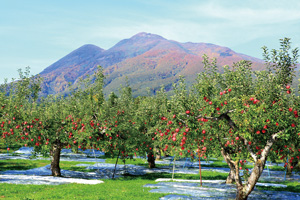 岩木山とリンゴ園