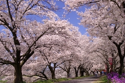 斐伊川堤防の桜並木