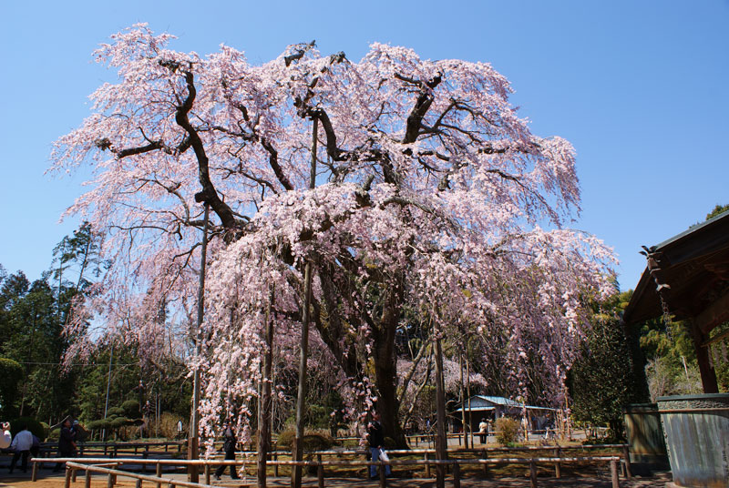 長光寺の桜