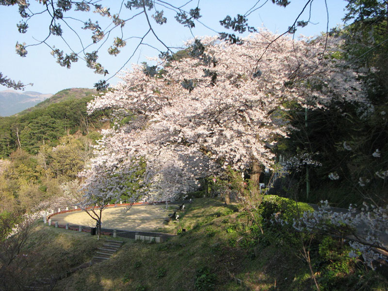 黄金崎公園の桜