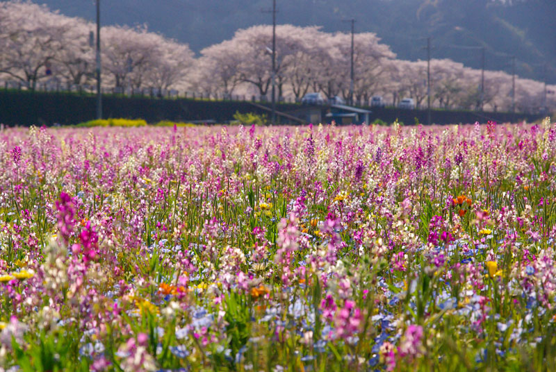 那賀川沿いの桜と田んぼを使った花畑