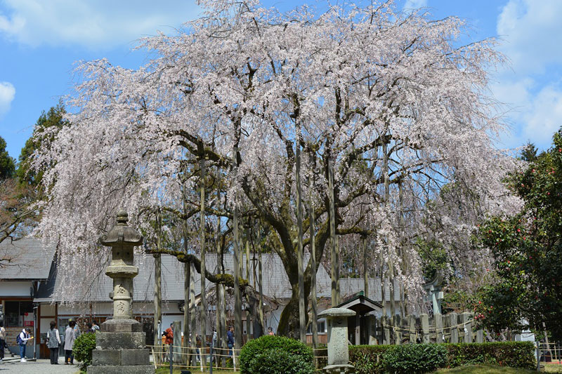 足羽山公園の桜