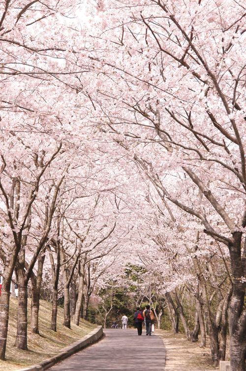 ゆづるはダム公園の桜並木