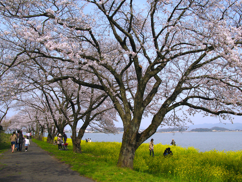 湖山池 青島公園の桜