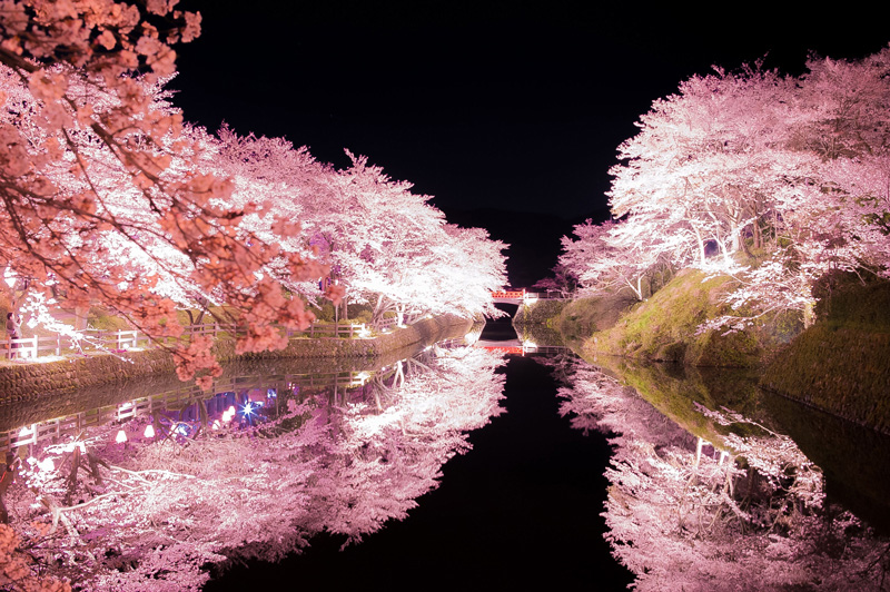 鹿野城跡公園の夜桜