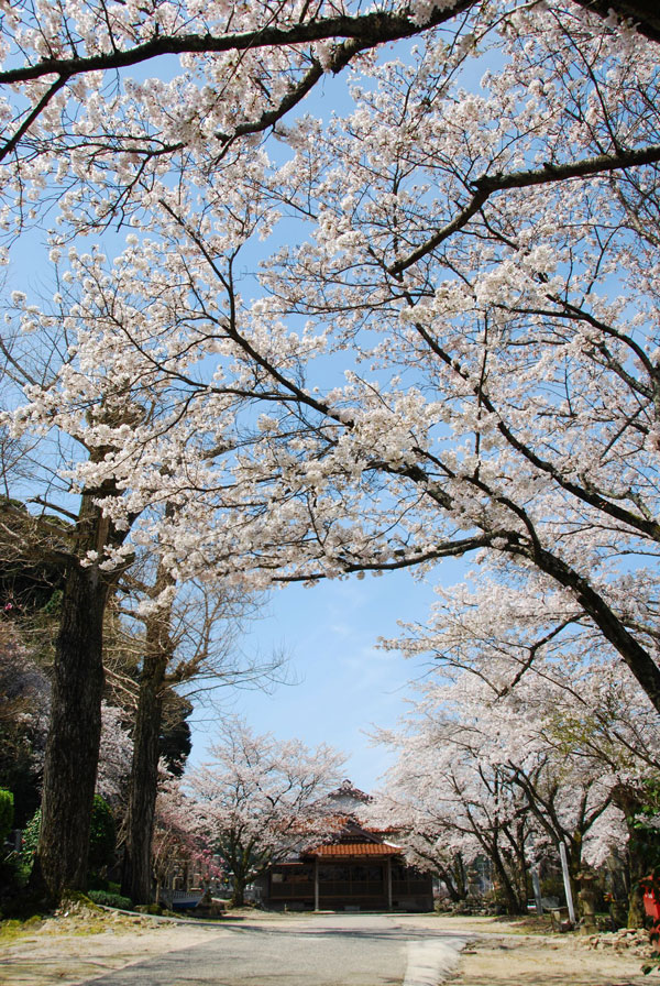 九品山大伝寺の桜　