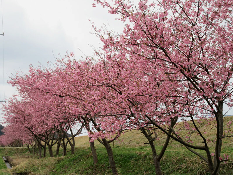 春殖地区 赤川沿いの河津桜