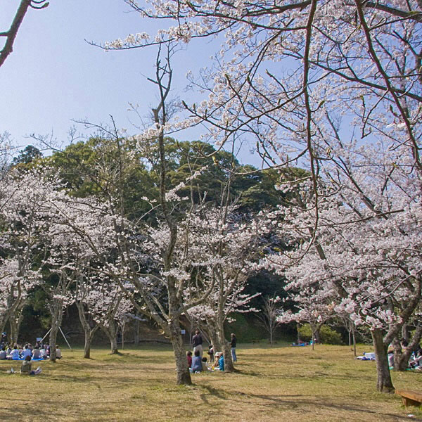 浜田城山公園の桜