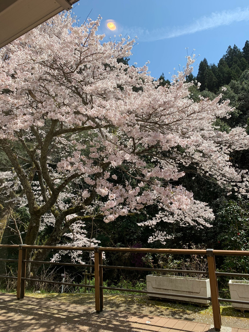 湯来ロッジ敷地内の桜