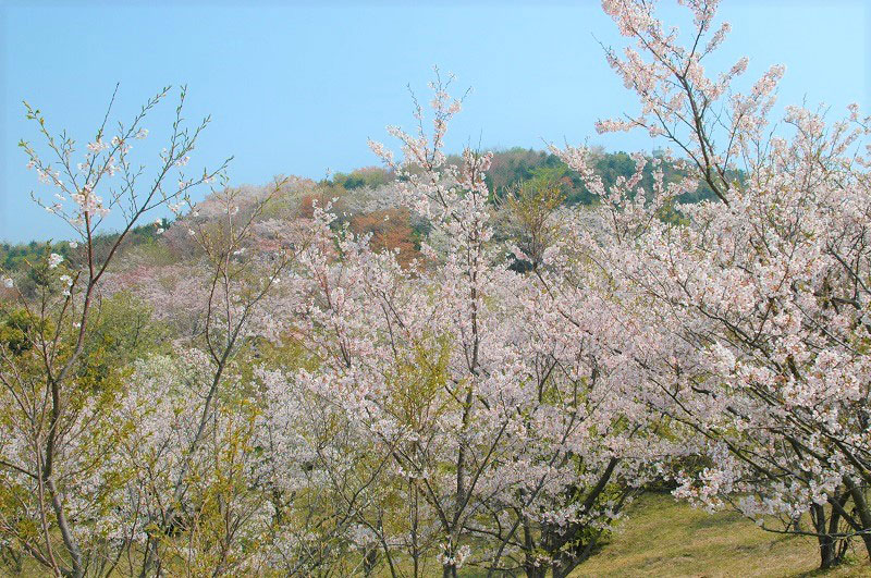 草山公園の桜