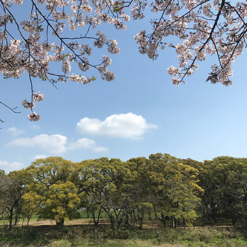 筑後船小屋公園の宿前の桜