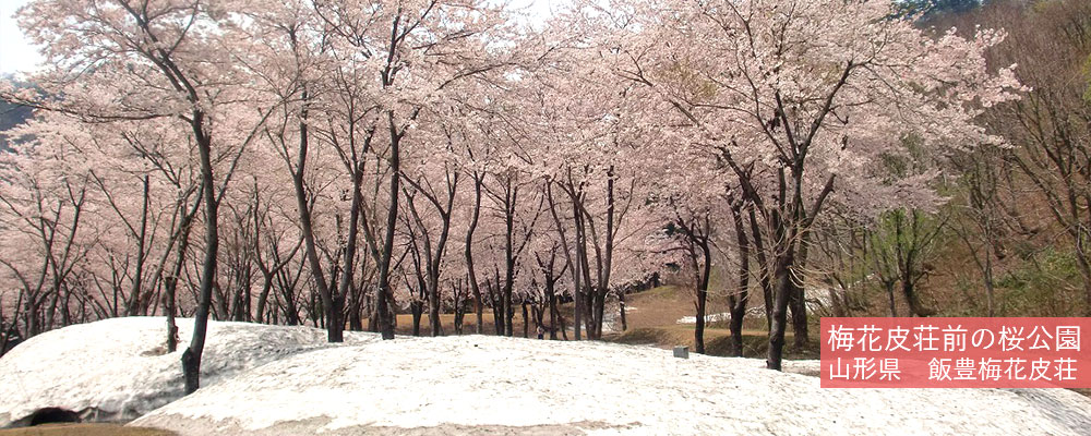 梅花皮荘前の桜公園
