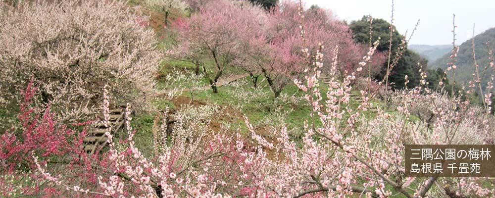 三隅公園の梅林