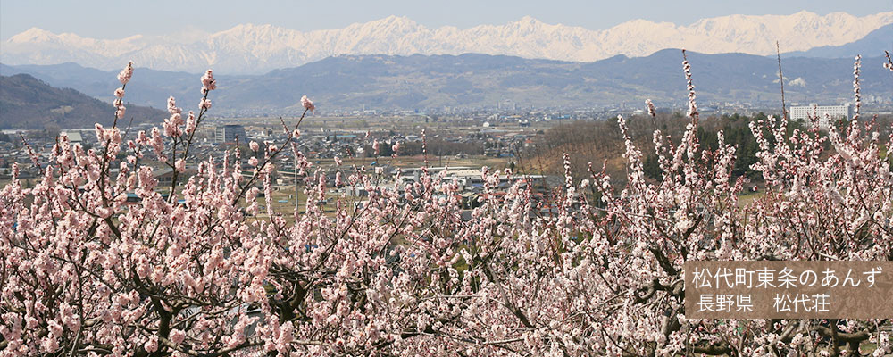 松代町東条のあんず