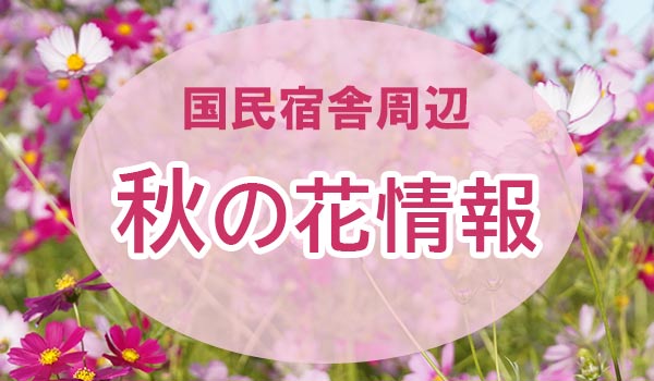 秋の花情報