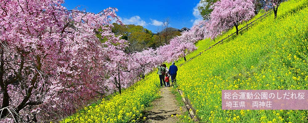 総合運動公園のしだれ桜