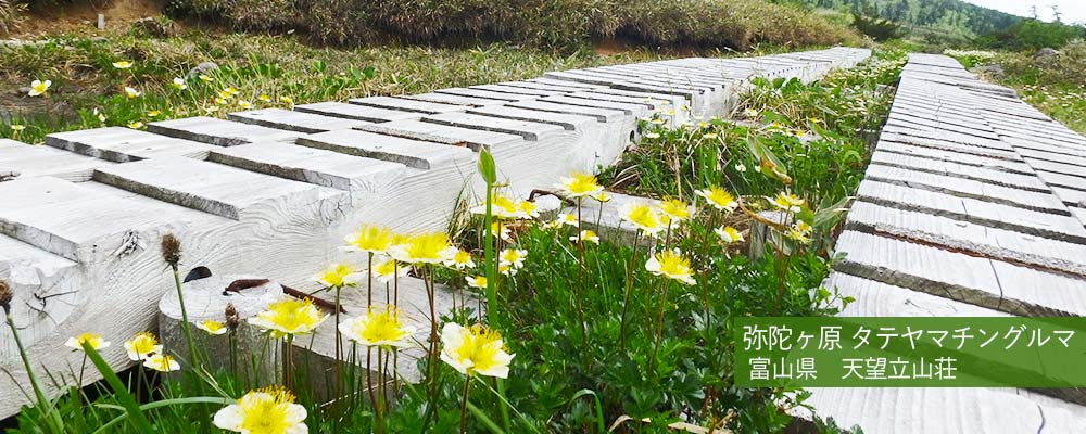弥陀ヶ原　タテヤマチングルマ