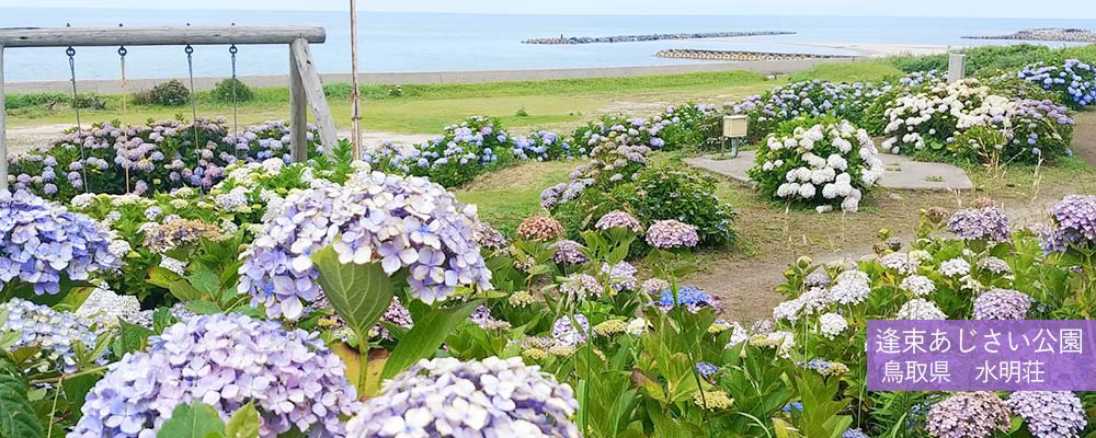 逢束あじさい公園