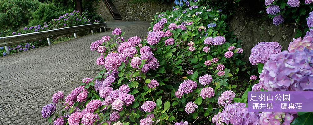 足羽山公園